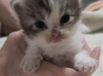 Smoky - Ragamuffin Kitten For Sale - 