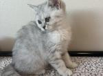 Luna - Scottish Straight Kitten For Sale - 