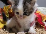 Dolly Purrton - Ragamuffin Kitten For Sale - 