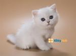 Niko sweet baby boy - British Shorthair Kitten For Sale - New York, NY, US