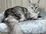 Zinnia - Maine Coon Kitten For Sale - 