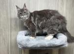 Bobbi Polydactyl - Maine Coon Kitten For Sale - 