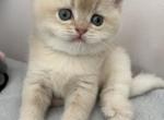 Litter A - British Shorthair Kitten For Sale - Staten Island, NY, US