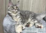 Francis Polydactyl - Maine Coon Kitten For Sale - 