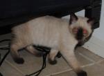 Cat 1 - Siamese Kitten For Sale - Houston, TX, US