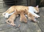 3 kittens lost their Mom & need Forever Homes - Domestic Kitten For Sale - Rochester, MN, US