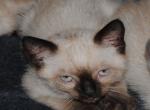 cat3 - Siamese Kitten For Sale - Houston, TX, US