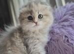 Grey Scottish Fold girl - Scottish Fold Kitten For Sale - Orlando, FL, US