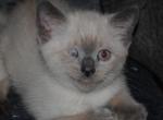 Cat2 - Siamese Kitten For Sale - Houston, TX, US