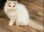 Sir Sterling Is Reserved - Persian Kitten For Sale - Duluth, GA, US