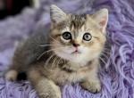 Girl SCOTTISH STRAIGHT - Scottish Straight Kitten For Sale - Orlando, FL, US