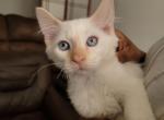 Lily - Turkish Angora Kitten For Sale - Brooklyn, NY, US