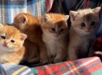 Kittens for reservation - British Shorthair Kitten For Sale - 