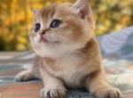 Oliver - British Shorthair Kitten For Sale - 