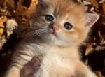 Peanut - British Shorthair Kitten For Sale - 