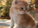 Tracy - British Shorthair Kitten For Sale - Fairfax, VA, US