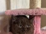 Fauna - British Shorthair Kitten For Sale - 