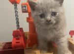 Flora - British Shorthair Kitten For Sale - 