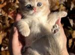 Latte - British Shorthair Kitten For Sale - Fairfax, VA, US