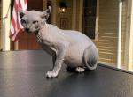 Max   Luna X Santiago - Sphynx Kitten For Sale - Andover, CT, US