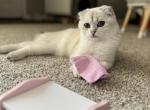 Dash - Scottish Fold Kitten For Sale - Bergenfield, NJ, US