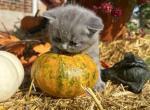 Jack - British Shorthair Kitten For Sale - 