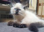 Adorable Balinese kittens - Balinese Kitten For Sale - Genoa City, WI, US