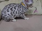 Bengals boy and girls - Bengal Kitten For Sale - Jersey City, NJ, US