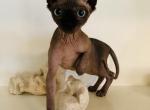 Nessa   Luna X Santiago - Sphynx Kitten For Sale - Andover, CT, US