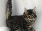 Persephone - Maine Coon Kitten For Sale - Union City, MI, US