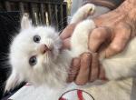 RESERVED Ragdoll Male - Ragdoll Kitten For Sale - Marlborough, MA, US