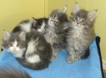 Blue Tabby Female Maine Coon Kitten - Maine Coon Kitten For Sale - Union City, MI, US