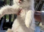 Ragdoll Kittens - Ragdoll Kitten For Sale - Marlborough, MA, US