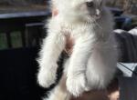 Ragdoll Male - Ragdoll Kitten For Sale - Marlborough, MA, US