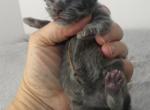 Female Blue Smoke - Maine Coon Kitten For Sale - Union City, MI, US