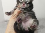 Male Brown Tabby HUGE - Maine Coon Kitten For Sale - Union City, MI, US