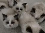 LuLu  Heitang - Ragdoll Kitten For Sale - 