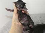 Female Black Smoke - Lykoi Kitten For Sale - Union City, MI, US