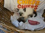 Taylor Swift - Snowshoe Kitten For Sale - Overland Park, KS, US