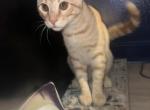 Rengoku - American Shorthair Kitten For Adoption - 