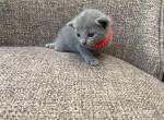 Russian Blue Newborn Female Kitty for Reservation - Russian Blue Kitten For Sale - Old Bridge, NJ, US