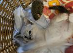 Mahomes2 - Siamese Kitten For Sale - Overland Park, KS, US