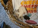 Brittany Mahomes - Snowshoe Kitten For Sale - Overland Park, KS, US