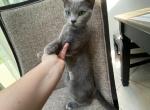 Retired Russian Blue Breeding Female - Russian Blue Cat For Sale - Old Bridge, NJ, US