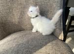 Siberian Boy Purebred Cream Point - Siberian Kitten For Sale - Old Bridge, NJ, US