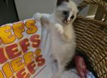 Andy - Ragdoll Kitten For Sale - Overland Park, KS, US