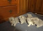 Angels Litter - Persian Kitten For Sale - Dearborn, MI, US