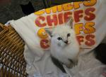 Patrick - Ragdoll Kitten For Sale - Overland Park, KS, US