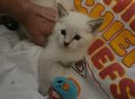 Mahomes - Siamese Kitten For Sale - Overland Park, KS, US