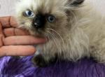 Standard1 - Munchkin Kitten For Sale - Citrus Heights, CA, US